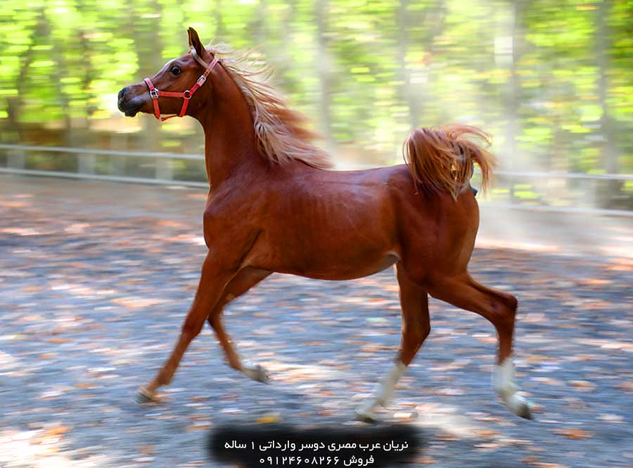 اسب عرب مصری دو سر وارداتی